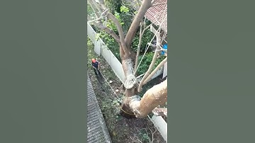 Active Tree Management