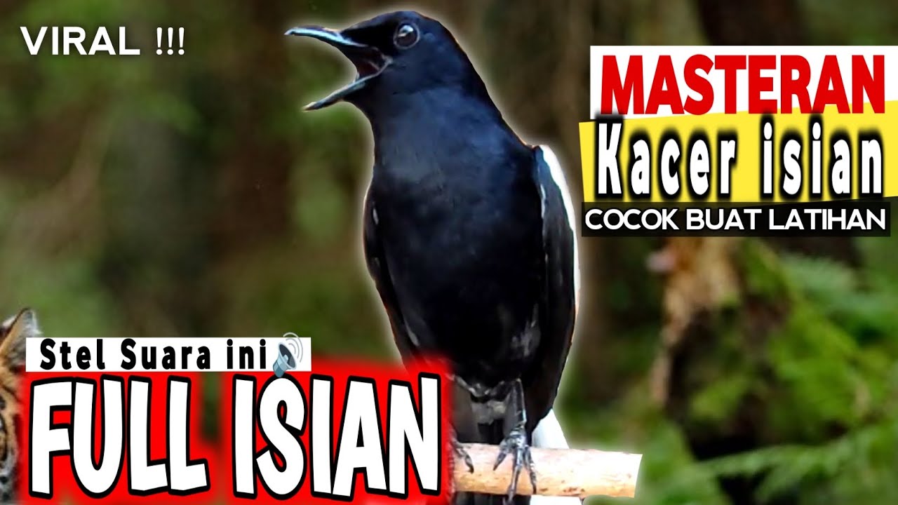 🔴VIRAL ⁉️ - MASTERAN KACER GACOR FULL ISIAN MEWAH !! BURUNG KACER DADA HITAM COCOK buat LATIHAN