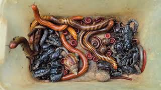 Best Catching Various Wild Insects, Scorpion, Giant Millipede, Small Red Millipede, Beetle, Snail