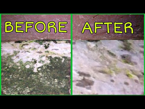 How to remove Algae।। How to clean tile।। Easy Life Hacks।। Muriatic Acid