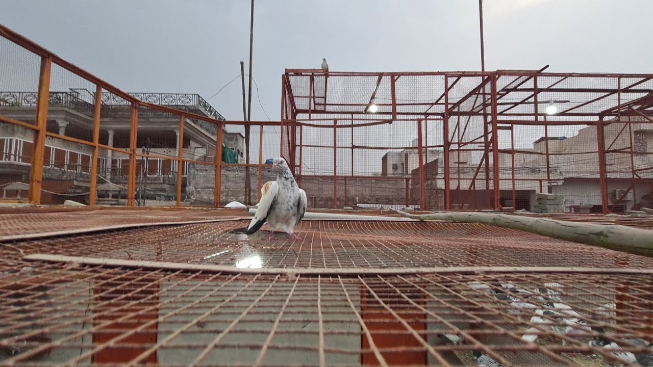 JAAL Banwanay hai iss liye main Kabotar offers