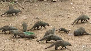 Mongoose trying to crack an egg...hilarious!