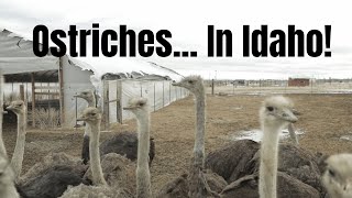 Download lagu The Idaho Ostrich Farm