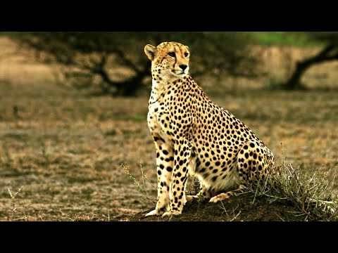 Unconventional Heroes Saving Africa's Wildlife - Lions, Rhinos, Hyenas & More
