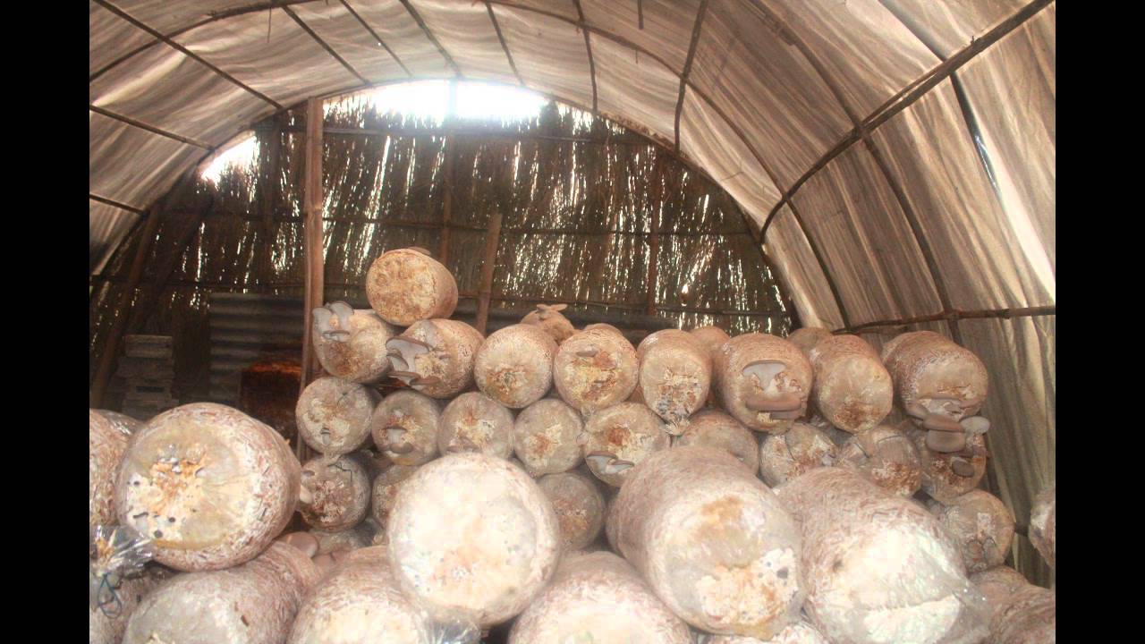 YPARD Nepal Mushroom Project