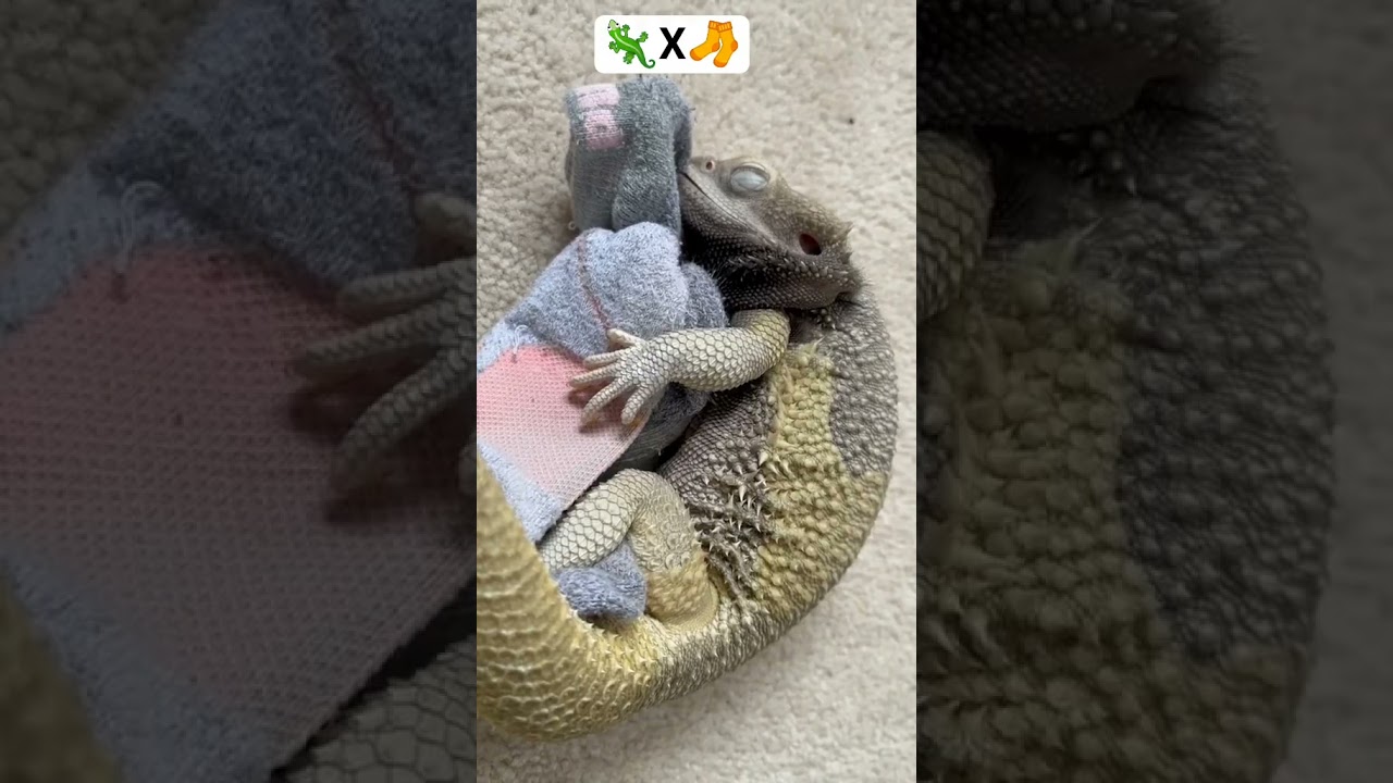 lizard's 1st love 🤣 