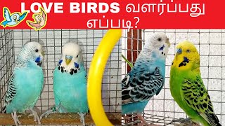 Love Birds வளர்ப்பது எப்படி?  || MG BIRDS WORLD || Tips for Beginners -  தமிழ் screenshot 5