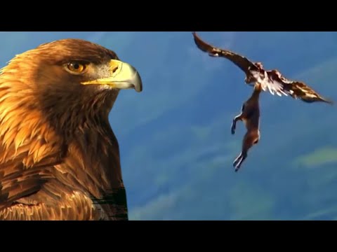 Video: Guldørn - en fugl af høje bjerge