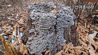 구름버섯(운지버섯) 밤나무에서 난것도 채취하나요? 이것만 알면 됩니다/건강정보 HERBS