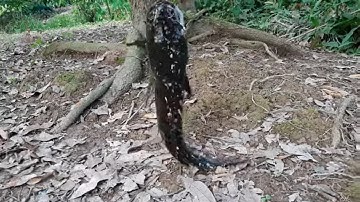 Câu Cá Lóc Bằng Vịt Con Cú Kéo Cá Huyền Thoại # SĂN BẮT ĐỒNG THÁP #