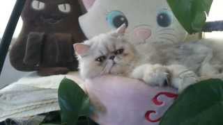 可愛い猫のバサラと観葉植物  まったりしたい時に Persian  cute cat Bathara