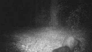 Faina (Martes foina)