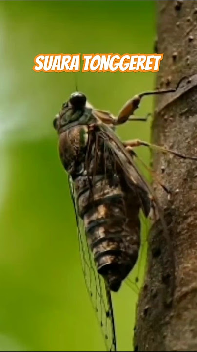 suara tonggeret.. #edukasi #tonggeret #animals #serangga #hewan