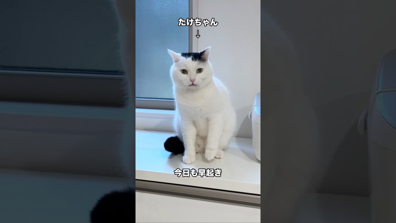A cat who looks busy even on a weekend morning - YouTube