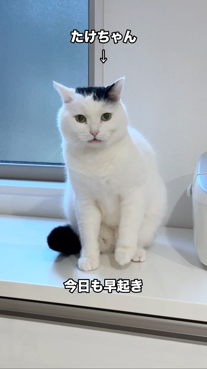 A cat who looks busy even on a weekend morning - YouTube