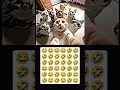 #amazingmemes #cat #viral #viral #trend #video #illusion #shortsvideo #song #illussion #illussion