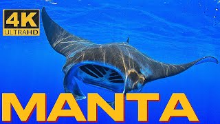 🐙SWIMMING WITH MANTAS 🐙🦈⛱️on Maldives 4K | 🚤⛱🏝 |