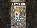 帰省していた末っ子ルーカス。 仕事があるので帰りました。 #タゴサク構文