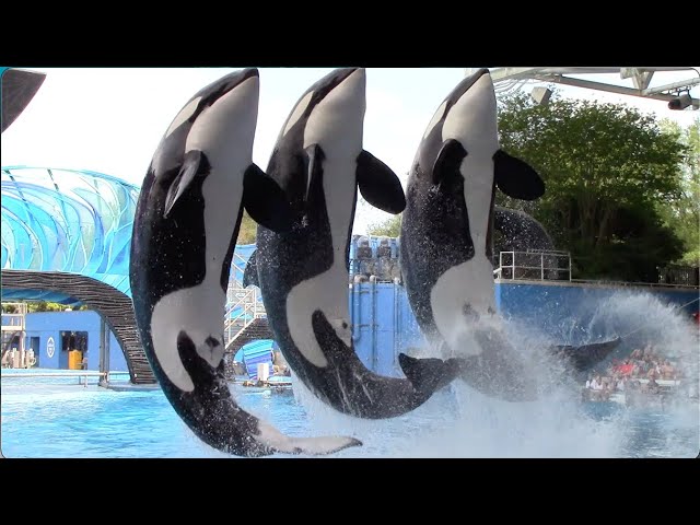 Orca Encounter (Full Show) - SeaWorld Orlando - April 8, 2021 class=