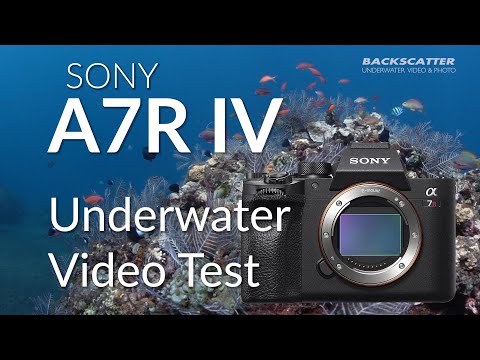 Sony A7R IV | Underwater Video Test Footage