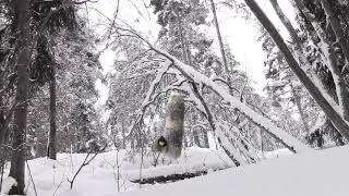 Talitiainen ruokailemassa