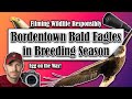 Capturing Bald Eagles Breeding with Canon R7 and R6 Mark II Cameras | Canon RF 800mm f/11 | Wildlife