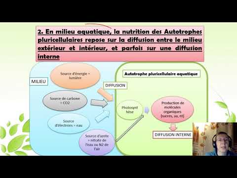 Vidéo: En photosynthèse d'algues vertes ?