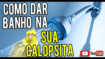 Tem como dar banho em calopsita?