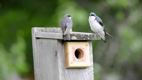 Swallows Vs Feathers
