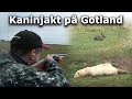Kaninjakt på Gotland (Rabbit hunting)