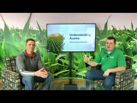 Video: De ce sunt folosite auxinele în herbicide?