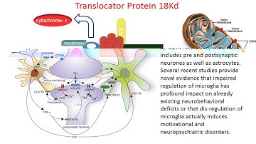 The Methodology of TSPO imaging with PET - prof. Federico E. Turkheimer