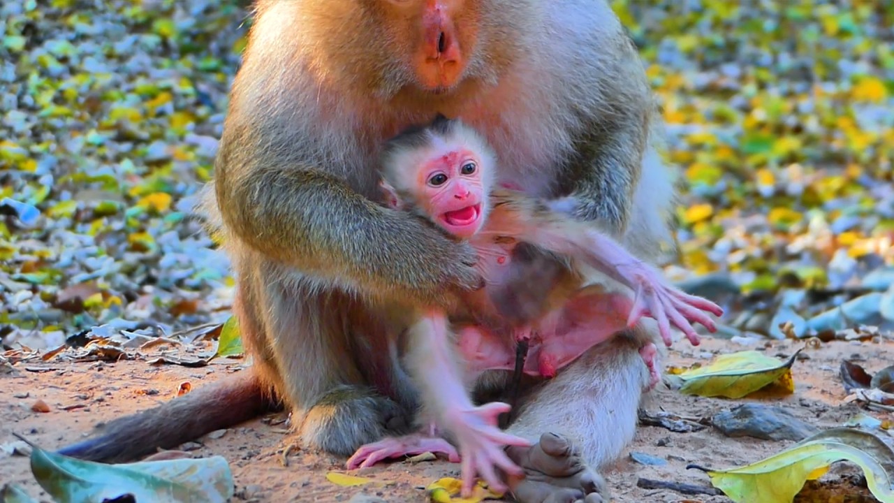 🎉 Welcome Newborn Baby Monkey | Brianna Gives Birth to Cute Pigtail Baby Today