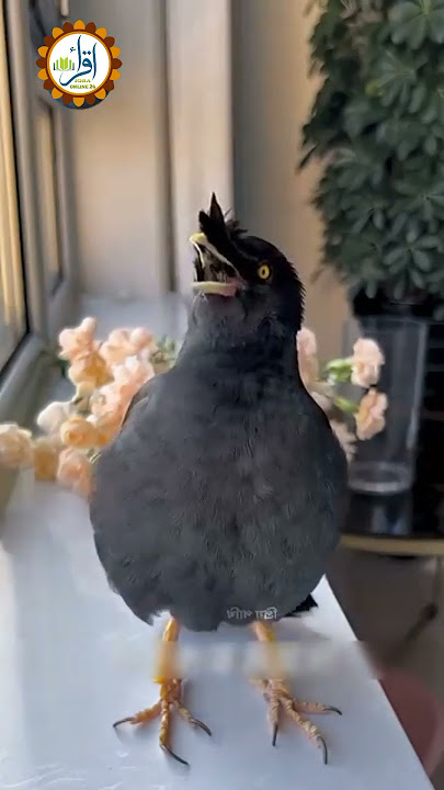 Mitu used to recite a ghazal about the parents of the memorizers of the Qur’an #iqraonlinetv #birds