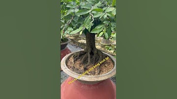 Phôi mai tứ quý ghép siêu bông bình ☎️0399235790 thi gl ace chơi têt 2025 #music #remix