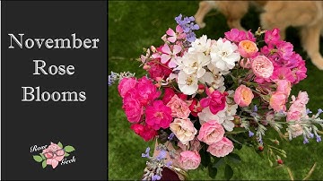 🌹Prachtige herfstbloei 2025 met boeketten / tuinieren in zone 8a