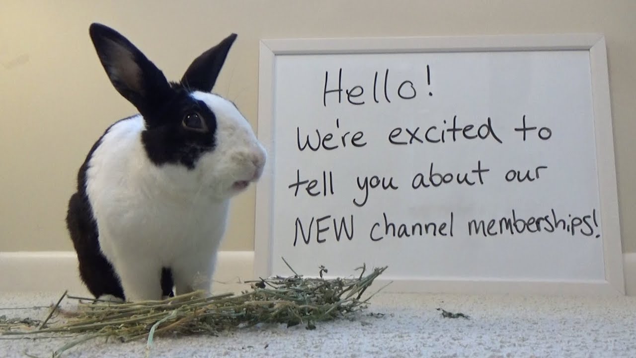 Rabbit eating hay ASMR and channel announcement!
