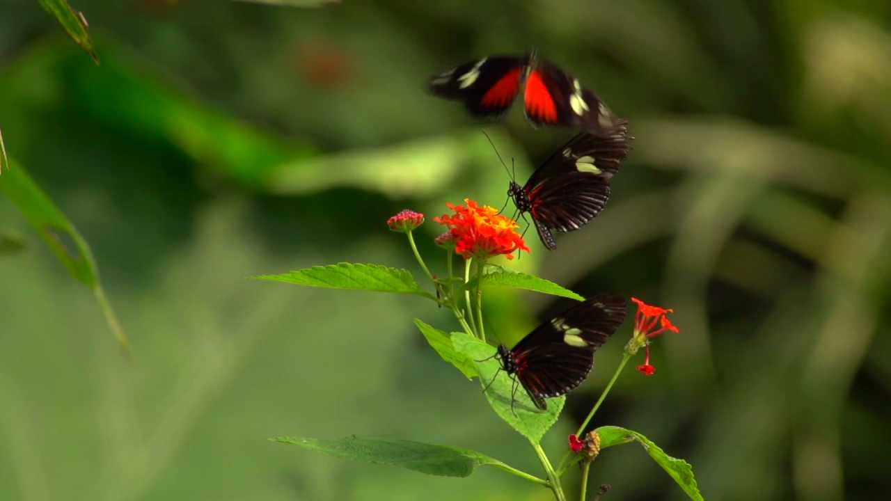 Fliegende Schmetterlinge 