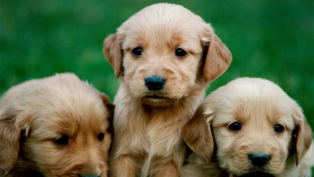 גורי כלבים חמודים | גורים | כלבים | Cute dogs | puppies -