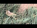 Boxing Day Bittern at London Wetland Centre