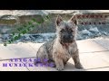 Babys 9 Wochen alt - Auszug | Hundekanal | Cairn Terrier の動画、YouTube動画。