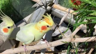 Rare Cockatiel with orange on crest and neck