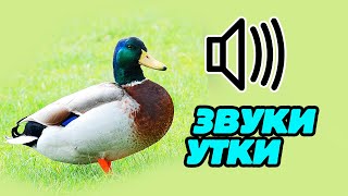 Звуки утки: как на кричит и крякает