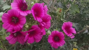 تلاوة من سورة النساء بصوت القارئ الشيخ رامي الحميدي أبو الهدى حفظه الله