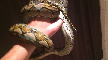 Sulawesi Retic Update