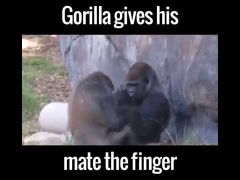 gorilla showing middle finger