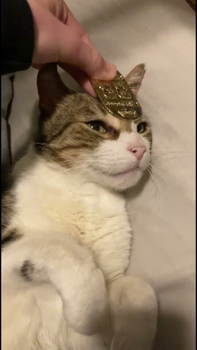 Team Rocket! 😮 #pokemon #memes #teamrocket Team Rocket! 😮 #pokemon #memes #teamrocket