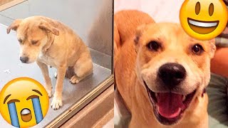 12 Историй ЖИВОТНЫХ, у которых ПОЯВИЛСЯ Новый ДОМ! 12 Историй ЖИВОТНЫХ, у которых ПОЯВИЛСЯ Новый ДОМ!