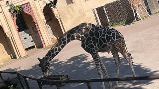 You Won’t Believe How BIG This Zoo in Rome Actually Is! 😱🦁