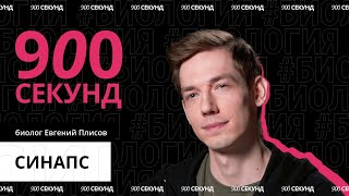 Химия мозга, или как работает синапс — за 900 секунд